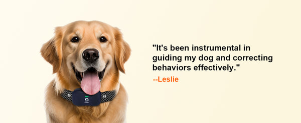 The importance of electronic dog training collars