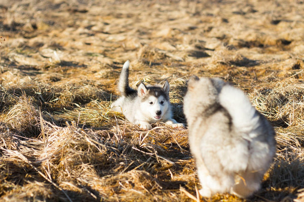 In-Ground vs. Wireless Dog Fence: Which One is Right for You?