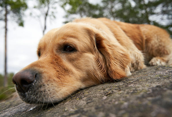 Affordable Invisible Fence for Dogs: A Comprehensive Guide