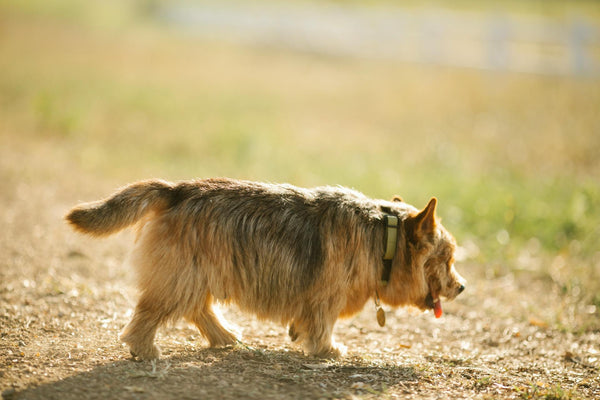 How to Choose an Invisible Fence for Stubborn Dogs