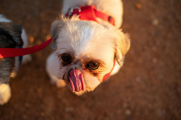 The Ultimate Guide to Wireless Dog Fences with GPS Tracking: A Secure and Convenient Solution for Pet Owners