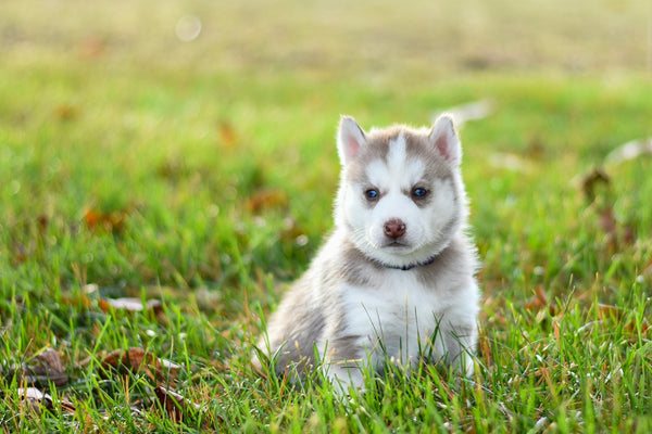 The Ultimate Guide to GPS-Based Invisible Dog Fence Systems