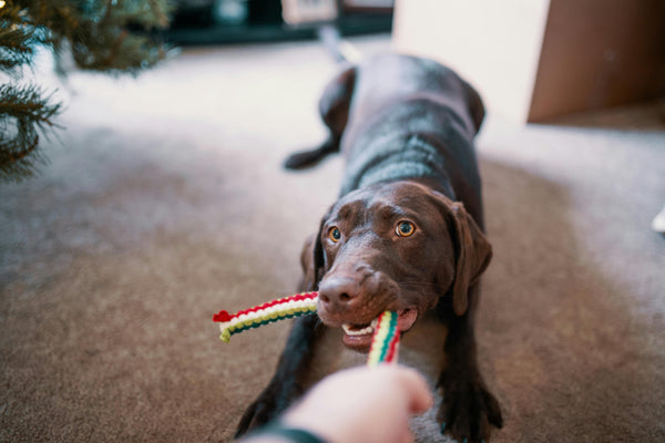 Enhancing Pet Safety: Mimofpet’s Wireless Dog Fence with Adjustable Range