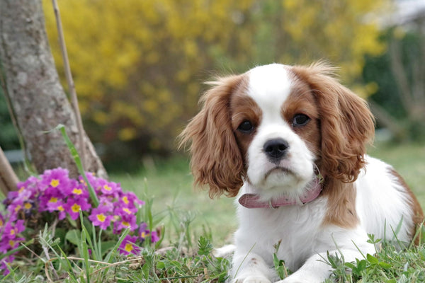 The Comprehensive Guide to Underground Dog Fences