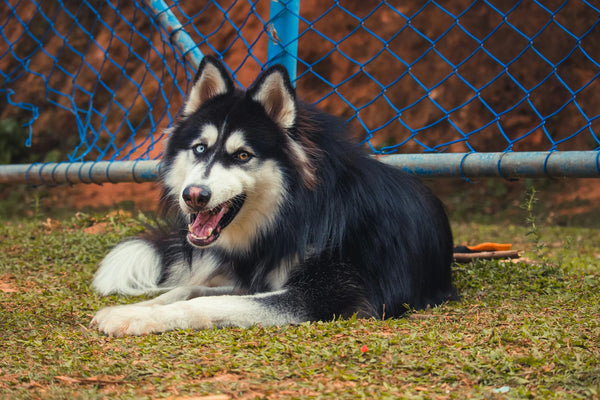 Invisible Fence for Large Dogs: A Comprehensive Guide