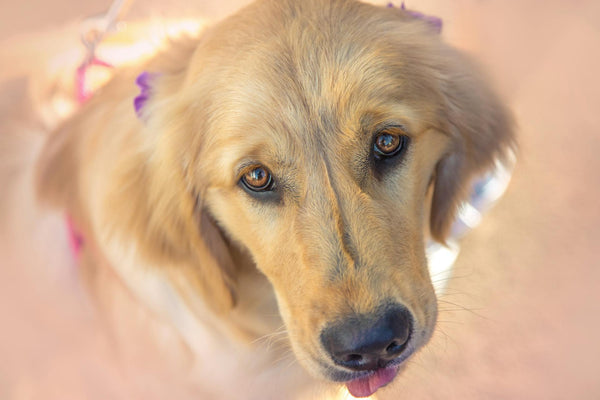 Portable Wireless Dog Fence: The Ideal Travel Companion for Pet Owners