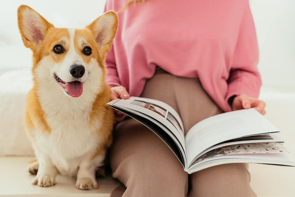 Wireless Fence for Stubborn Dogs: How to Keep Even the Most Determined Pets Safe